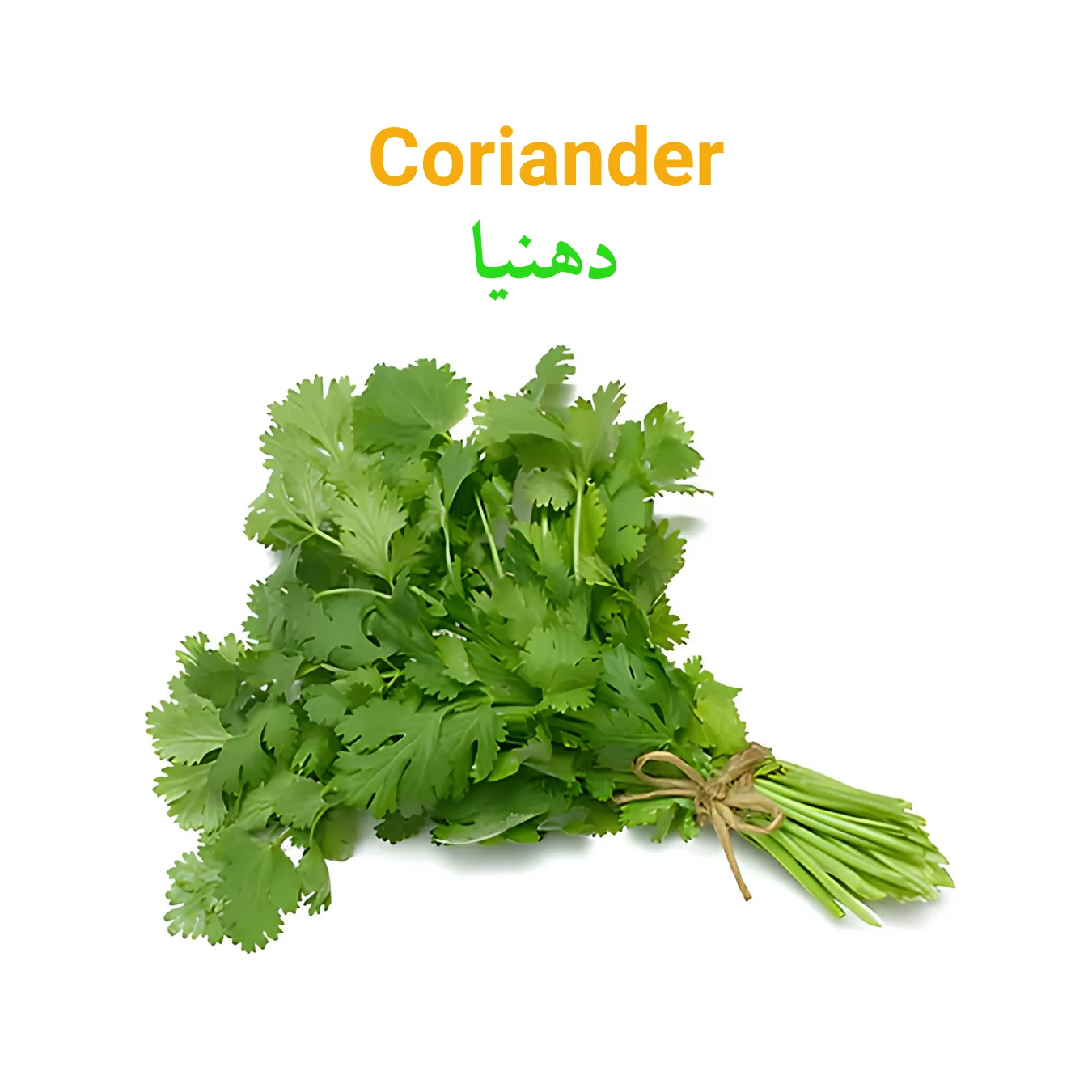 Coriander Main WEBP Coriander (Dhania) دھنیا