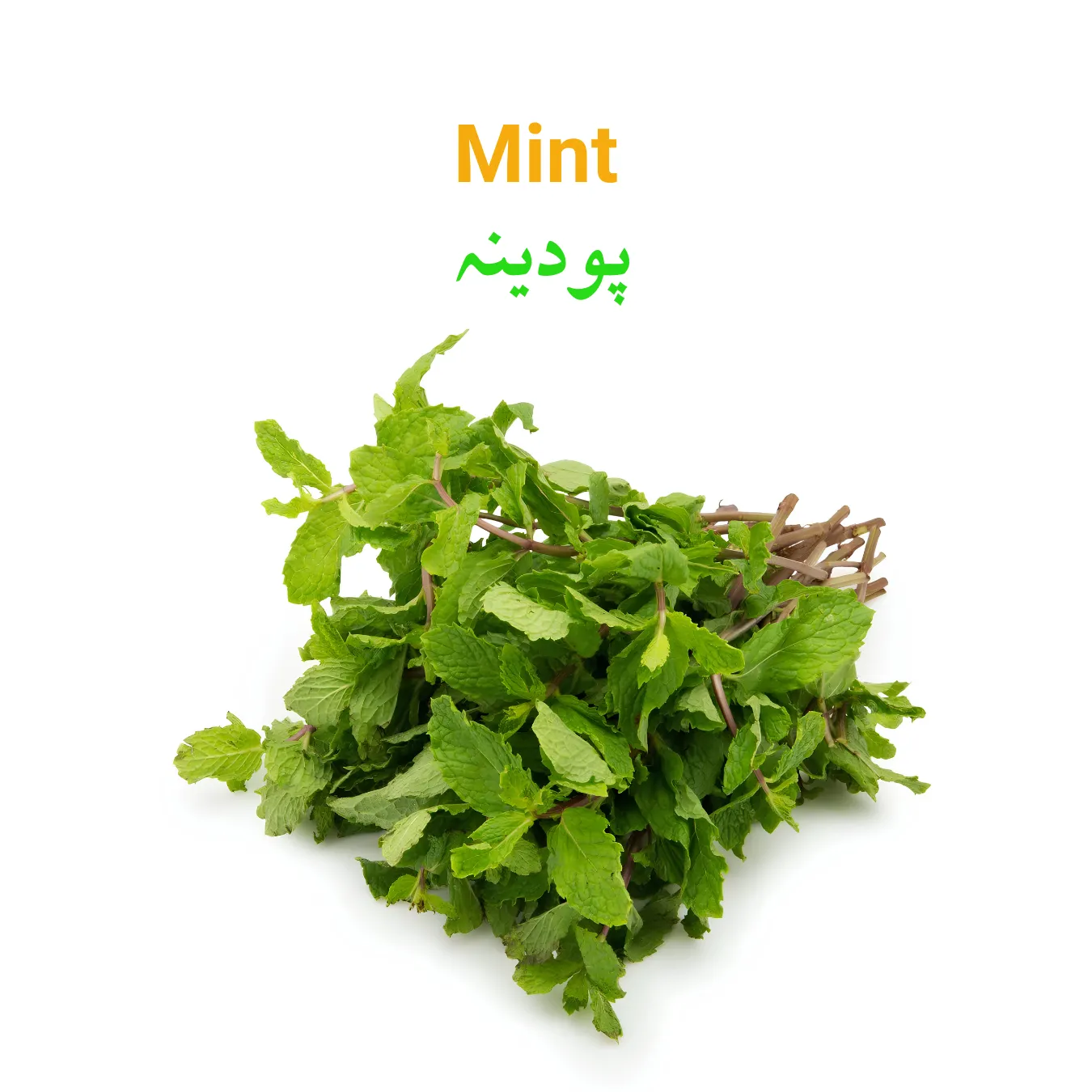 Mint (Podina) پودینہ