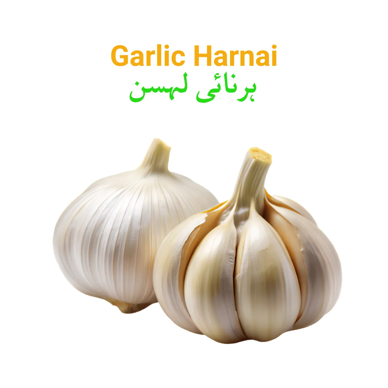 Harnai Garlic Main WEBP Garlic Harnai ( Lesan) لہسن ہرنائی